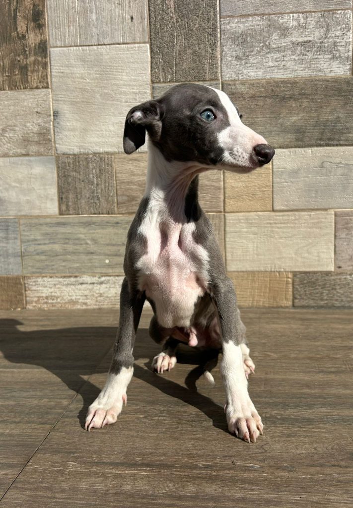 WhatsApp Image 2025-02-18 at 15.06.35 (1)