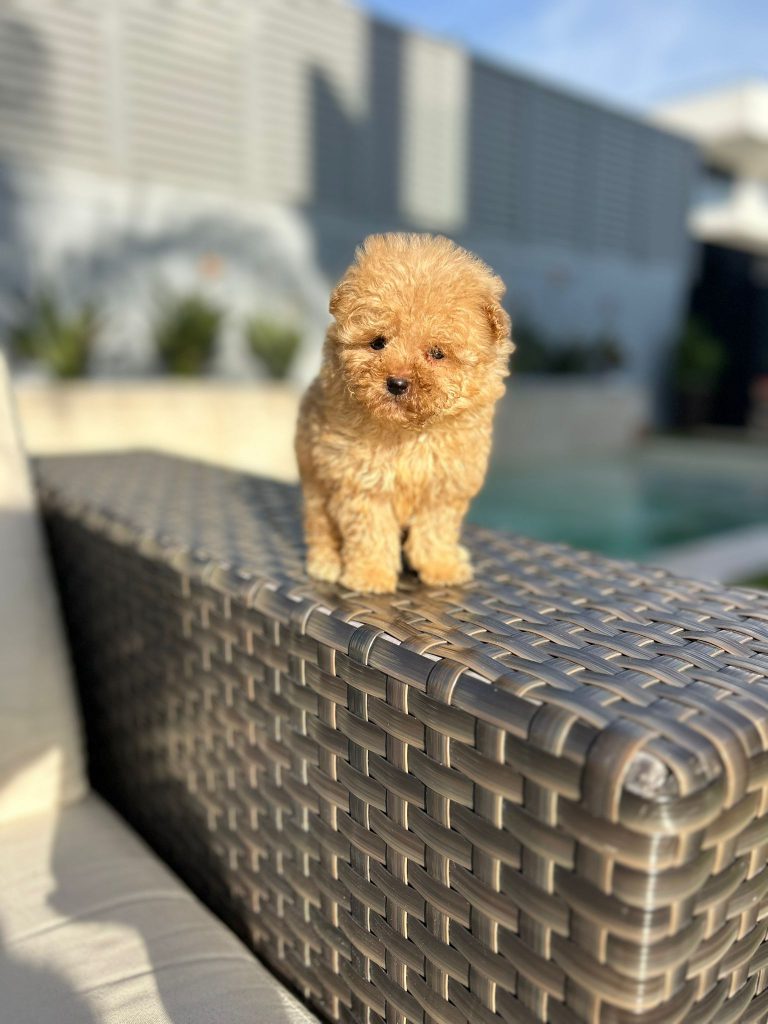 WhatsApp Image 2025-02-18 at 15.06.35 (3)