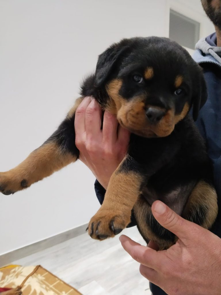 WhatsApp Image 2025-02-18 at 15.06.36 (1)