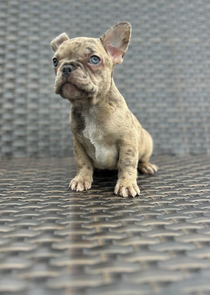 WhatsApp Image 2025-02-18 at 15.06.36 (2)